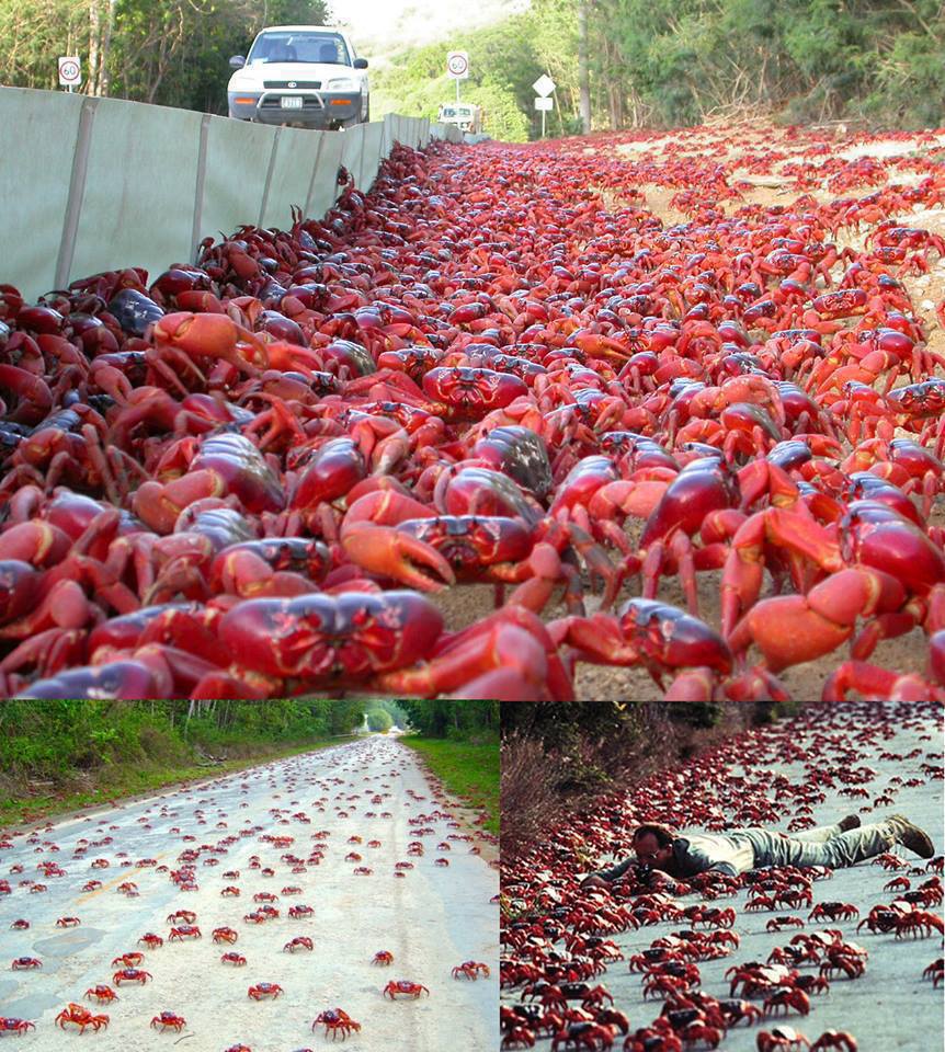 Lily-Daily-Amazing-Places-in-the-World-Australias-Christmas-Island-Crab-Migration.jpg
