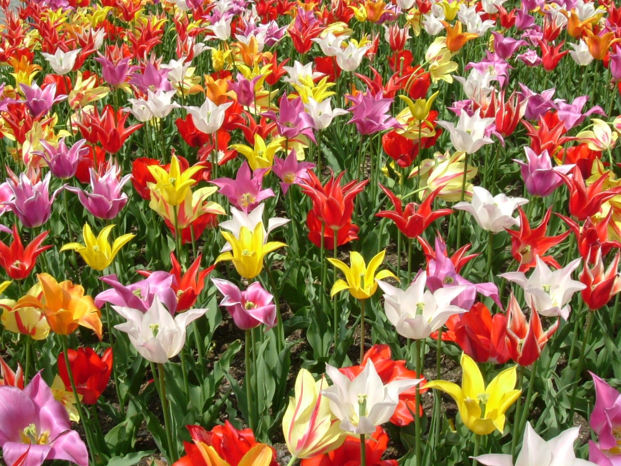 Lily_flowered_tulip.jpg