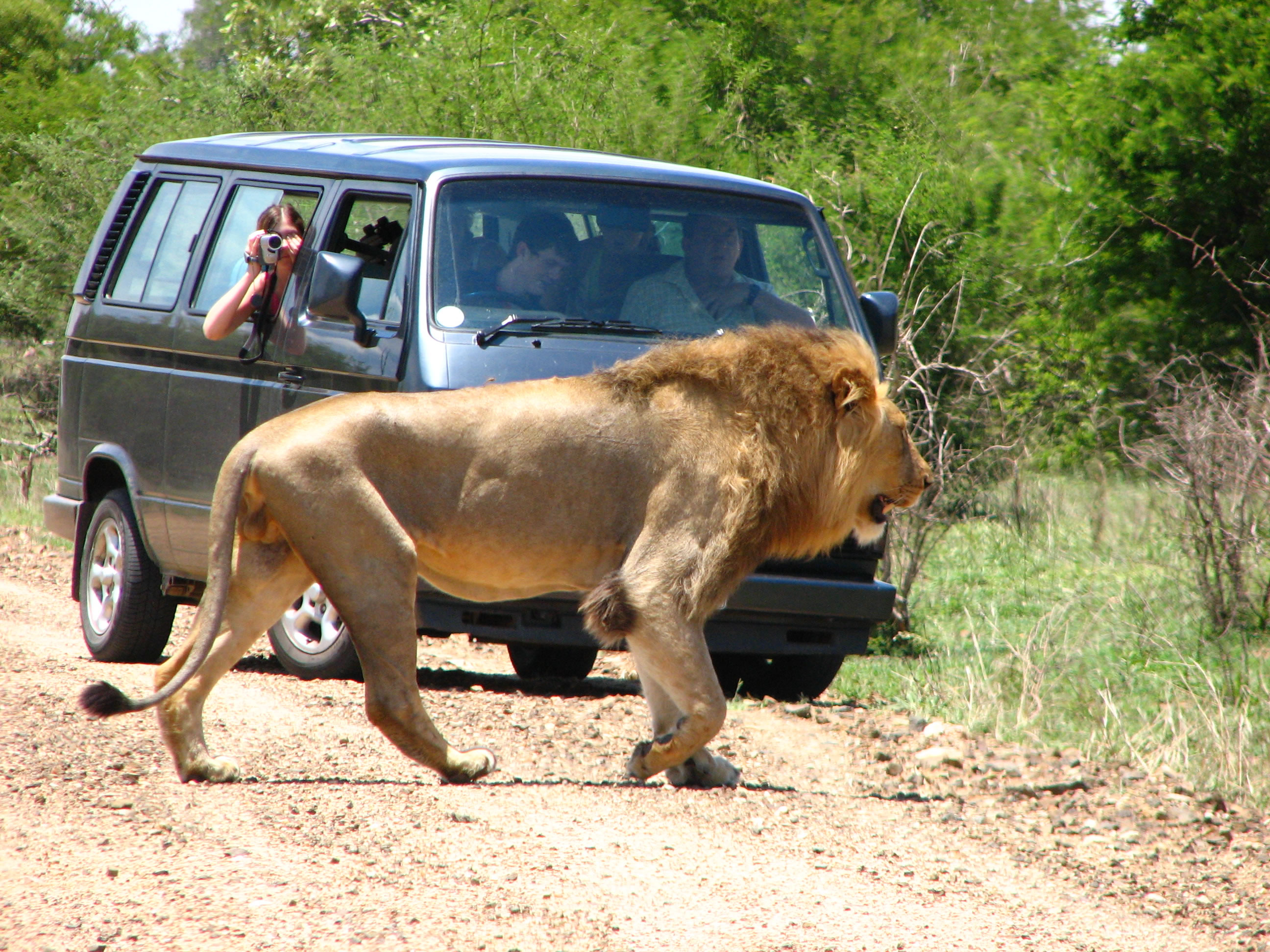 Lion-photographer_JPG.jpg