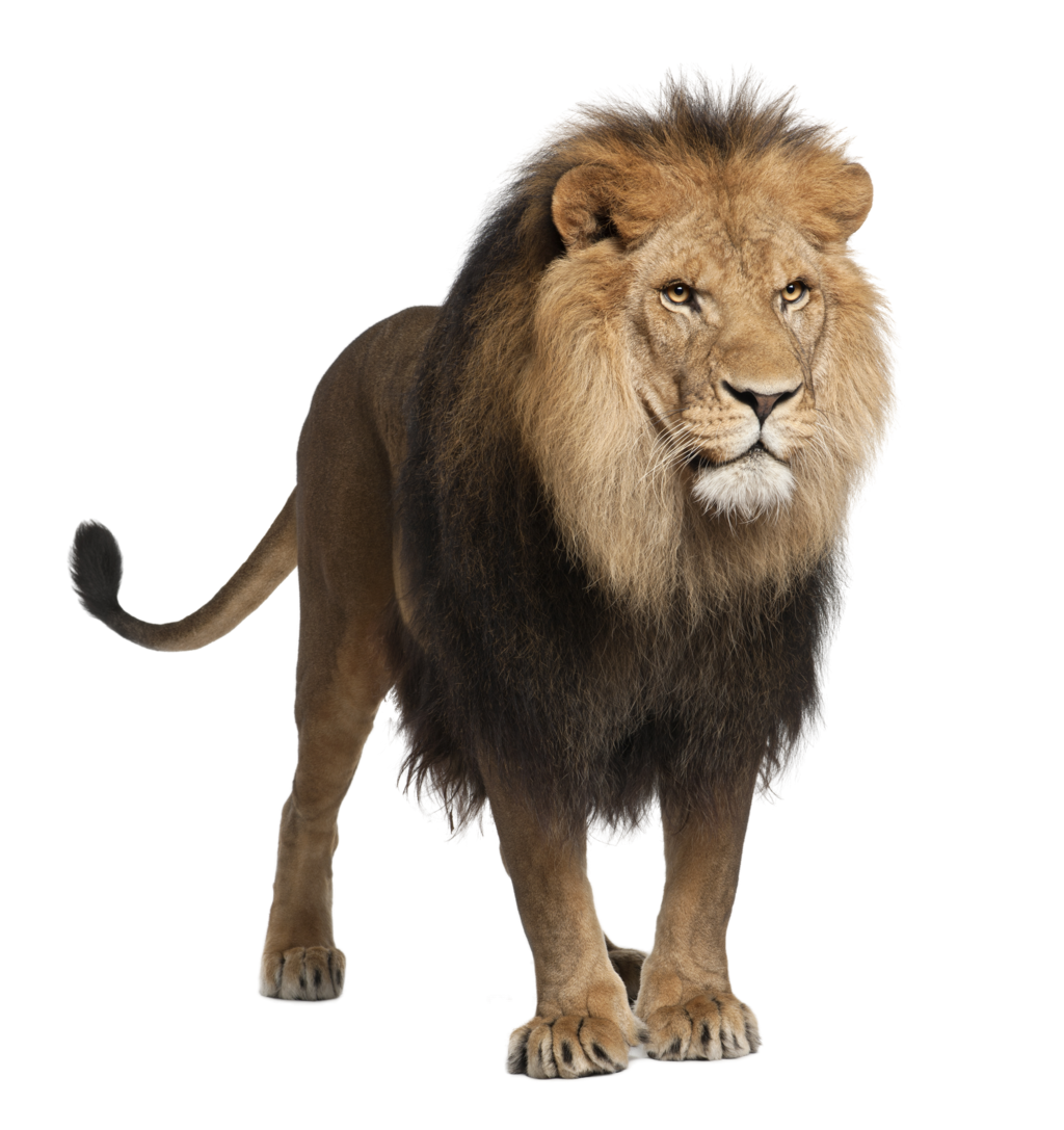 lion_PNG562.png