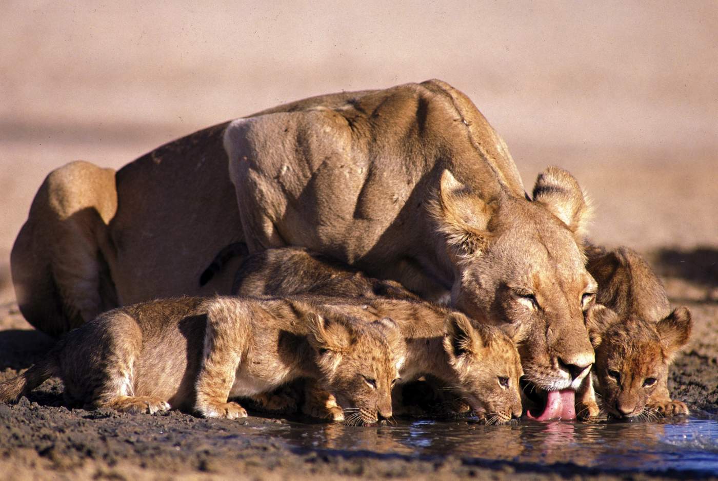 Lioness & Cub2.jpg