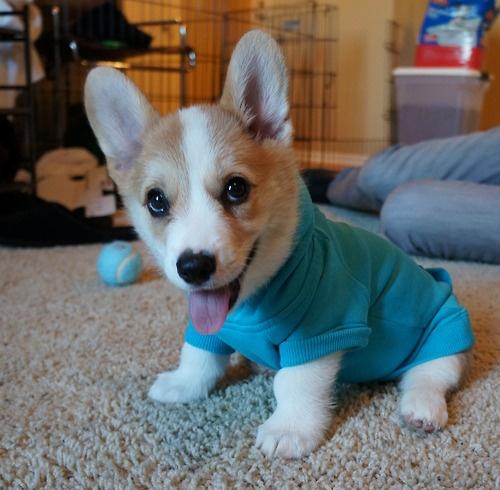 little-corgi-blue-imgur.jpg