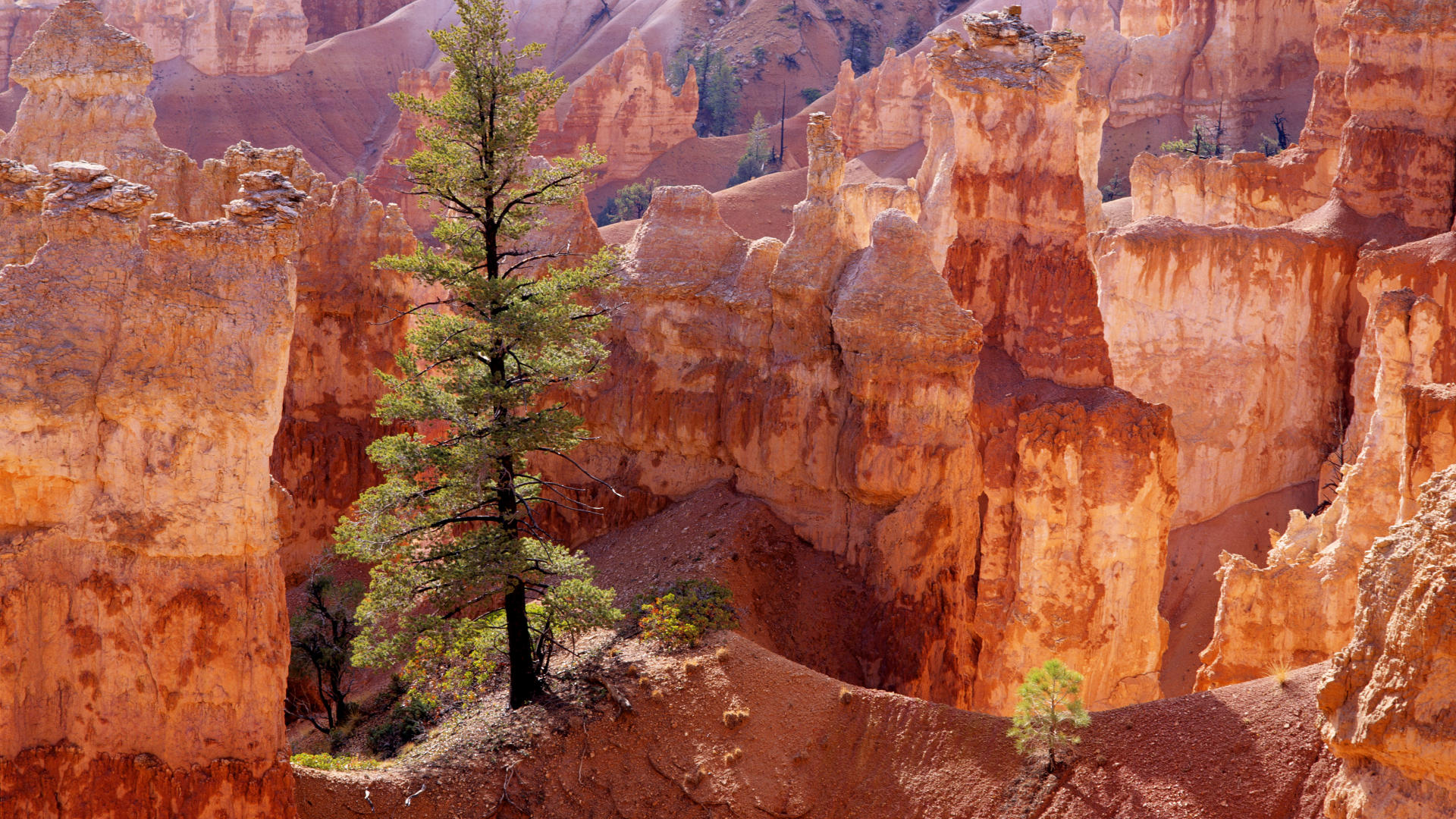 lone_tree__bryce_canyon__utah.jpg