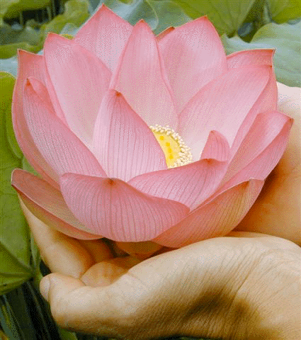 lotus blossom.gif