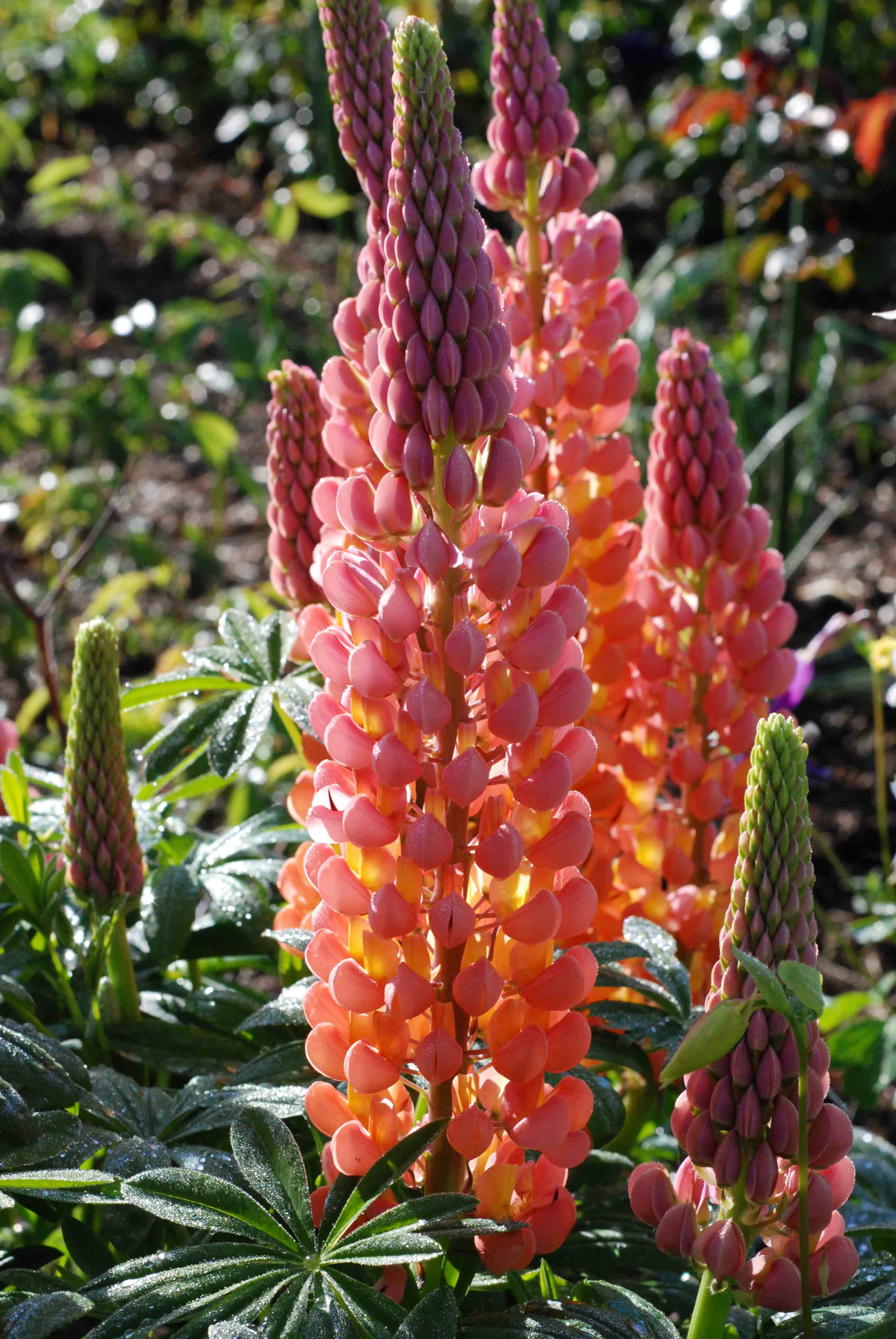 lupin-orange.jpg