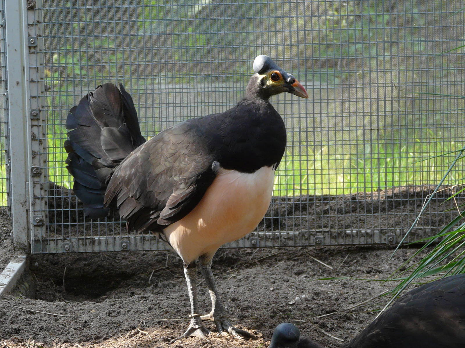 Macrocephalon maleo MALEO SENKAWOR.jpg