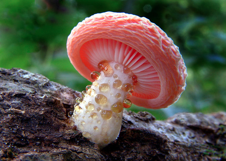 magical-world-of-mushrooms-a-04.png