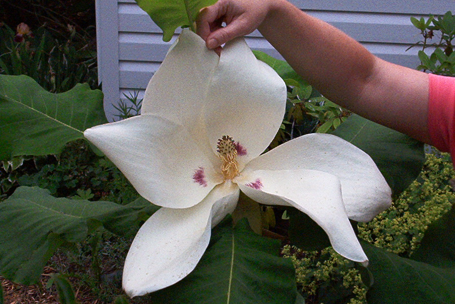 magnolia_macrophyllum.jpg