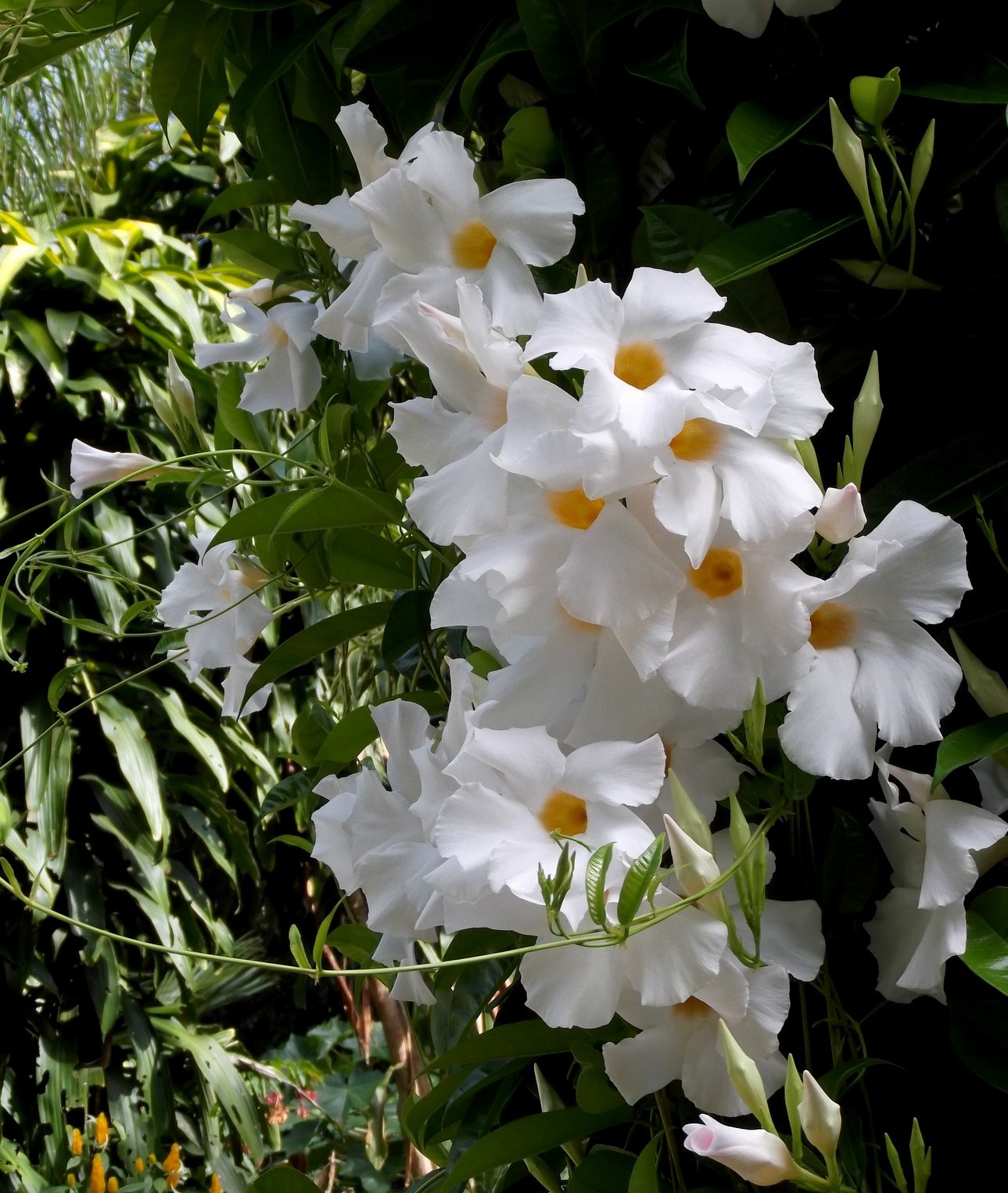 mandevilla-vine.jpg