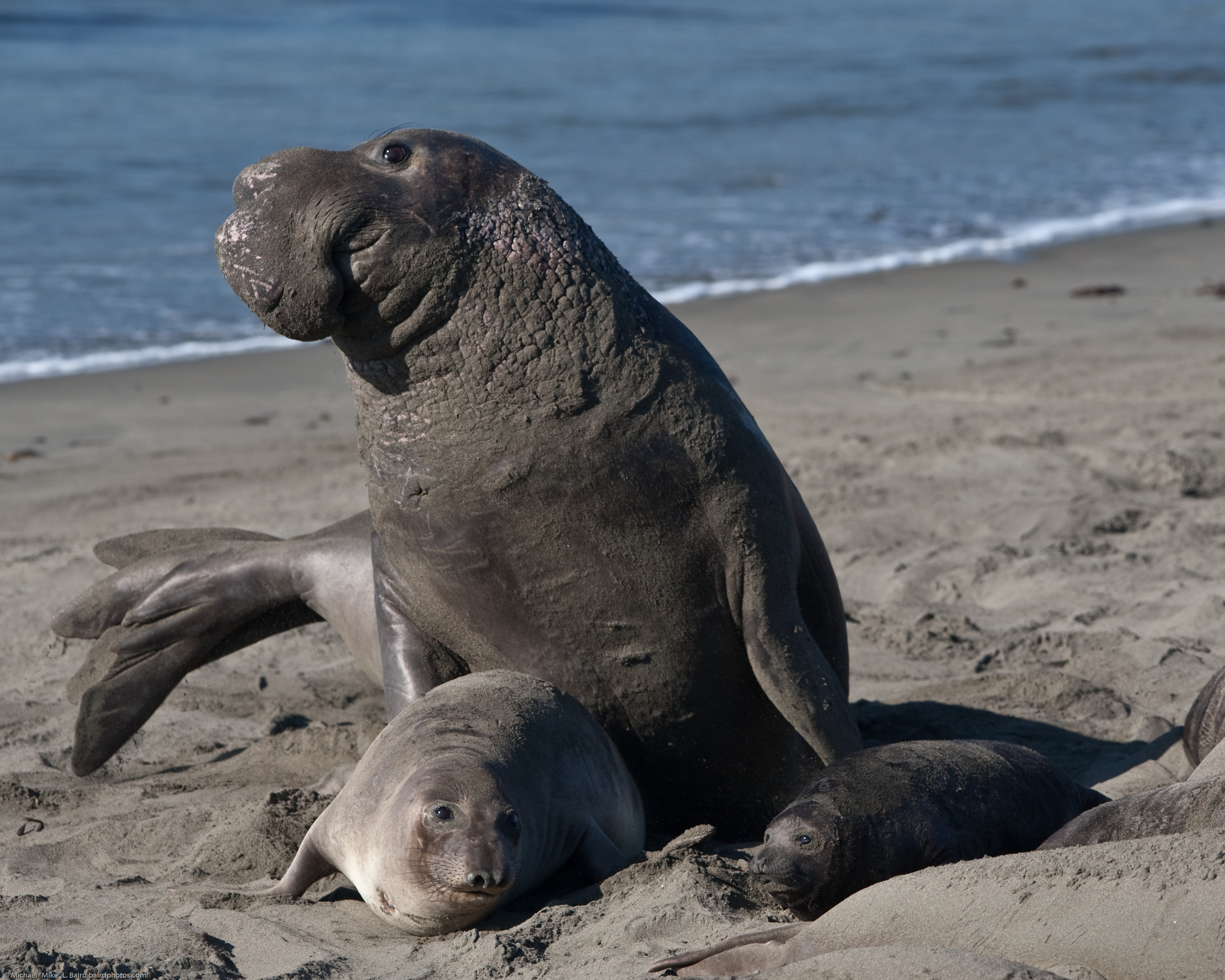 mating_scene_with_elevated_alpha_male-_elephant_seals_of_piedras_blancas.jpg