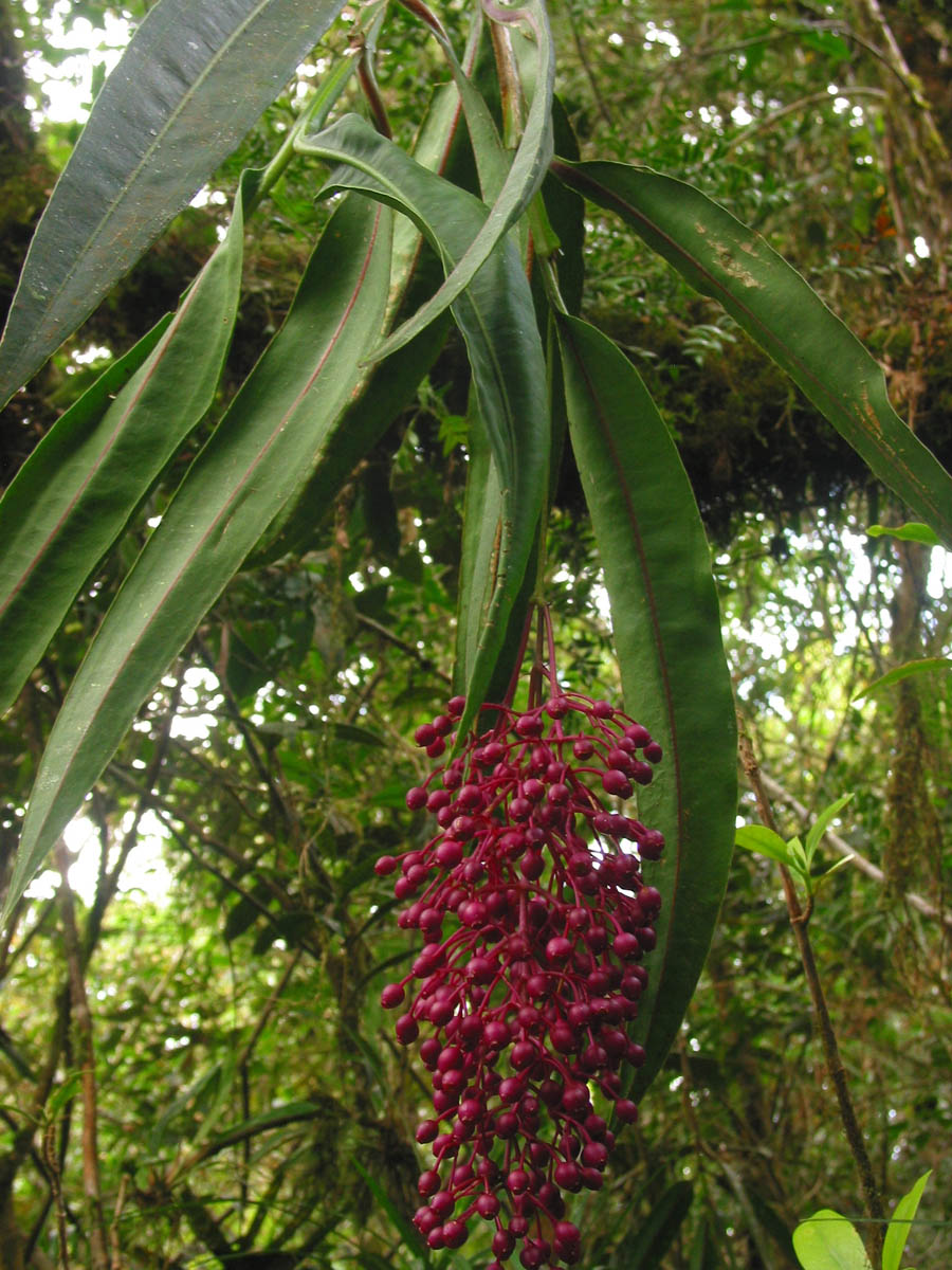 Medinilladolichophylla.jpg