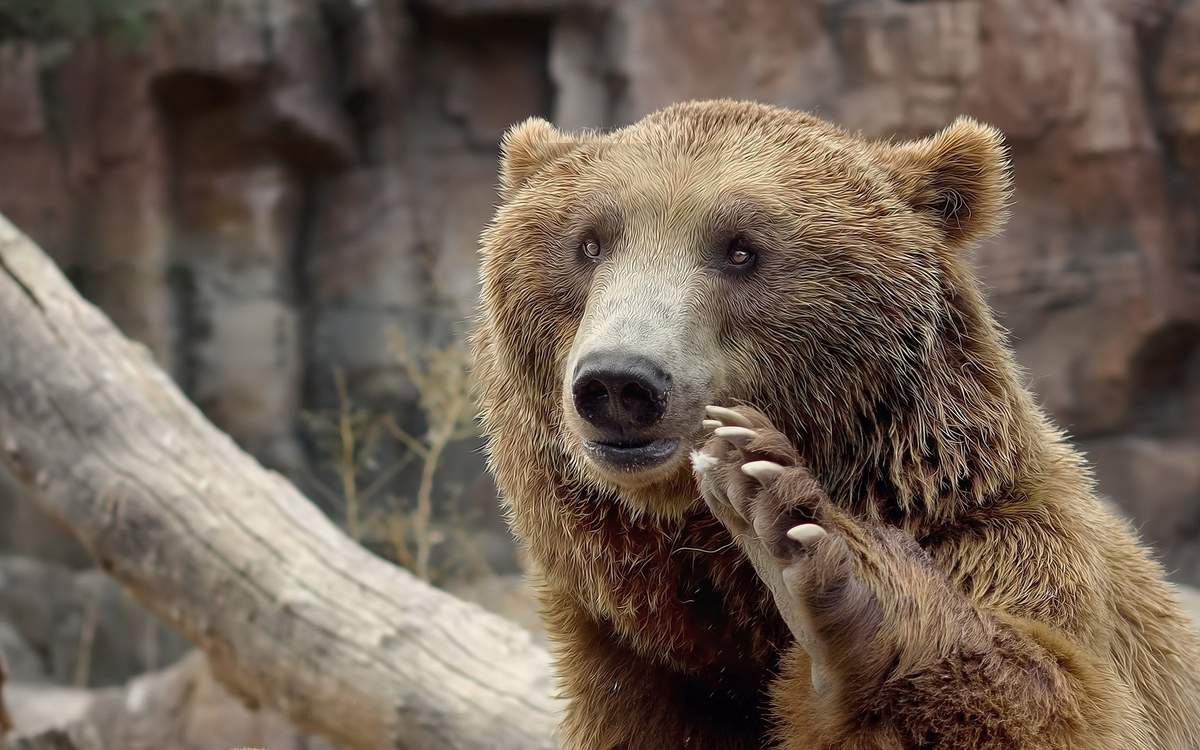 medved-na-vyborah-animalreader.ru_.jpg