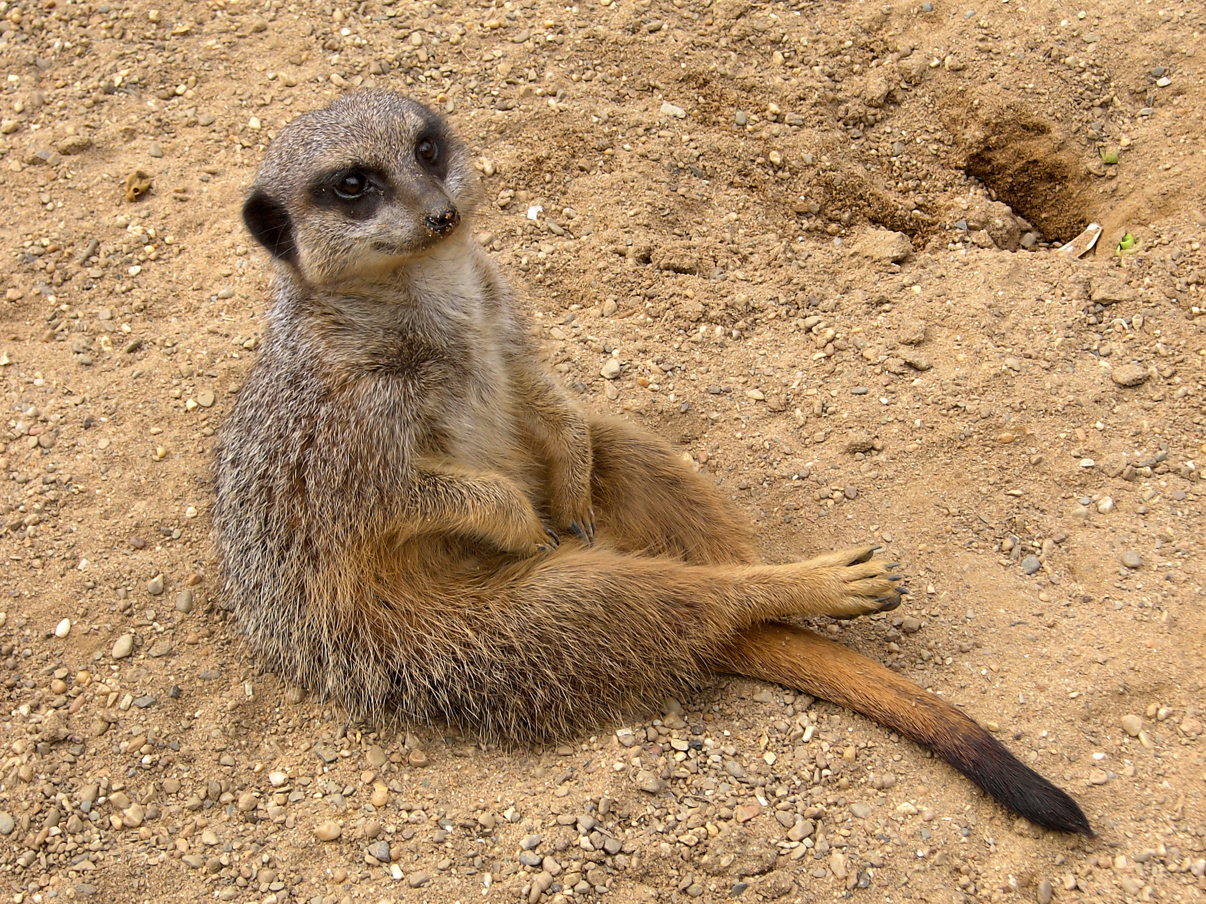 Meerkat_(Suricata_suricatta).jpg