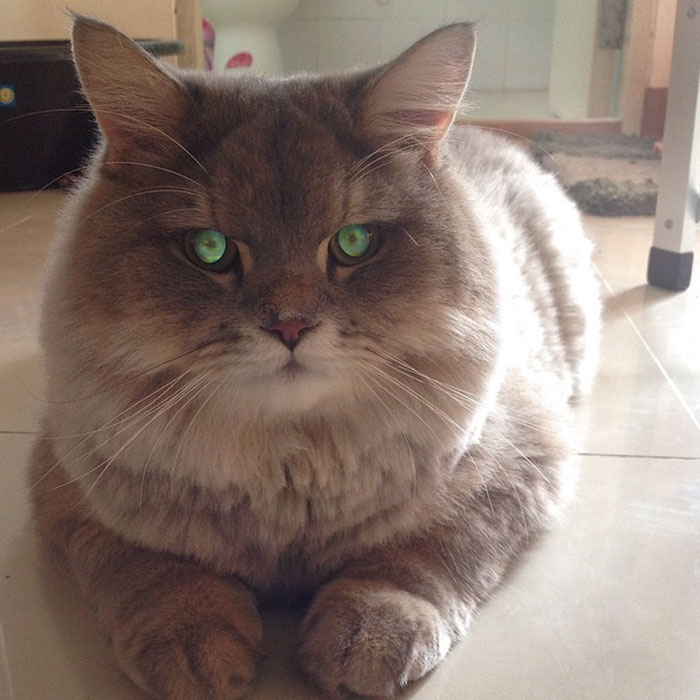 meet-bone-bone-the-enormous-fluffy-cat-from-thailand-that-everyone-asks-to-take-a-picture-with-1.jpg