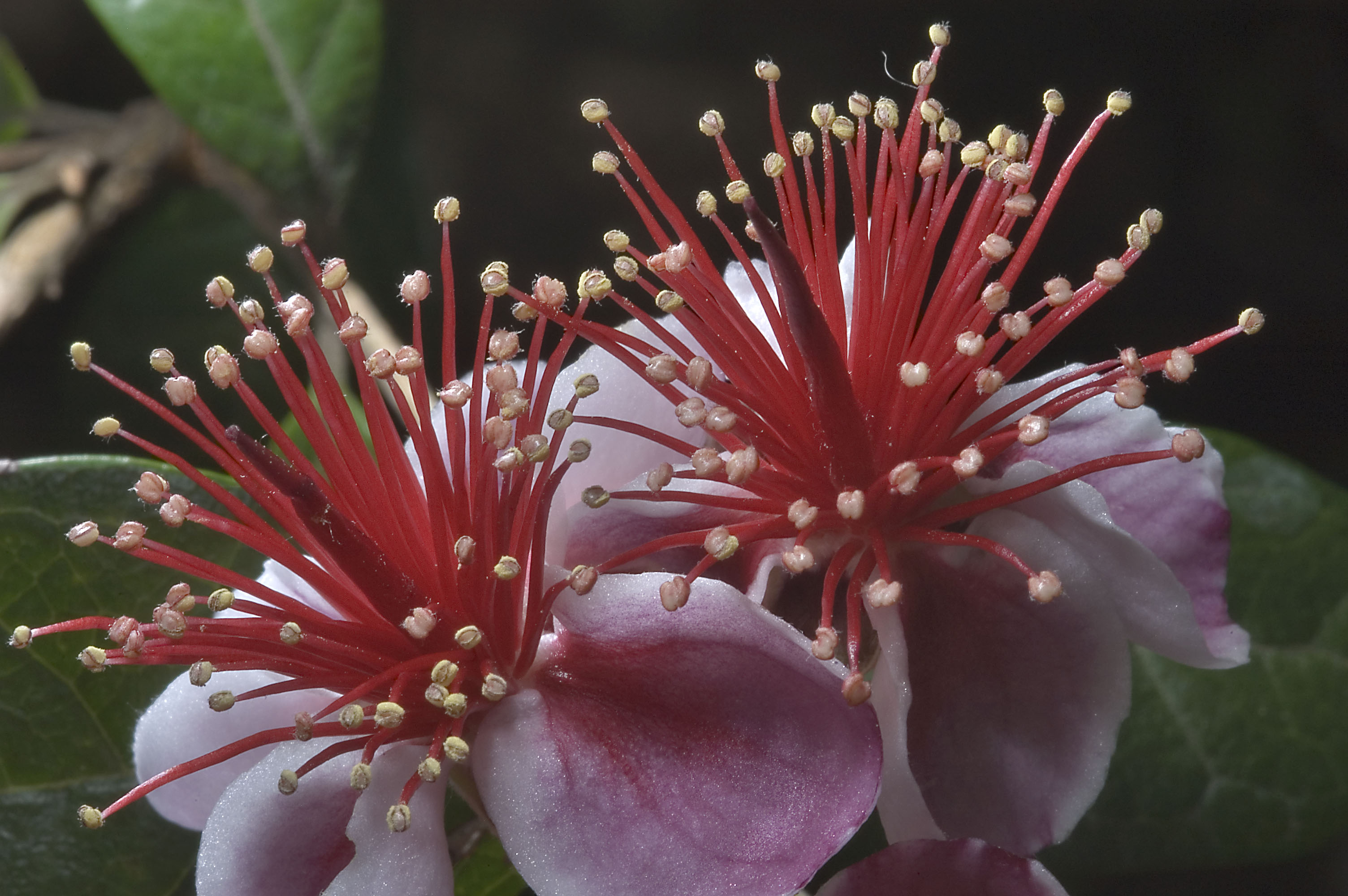 mercer_arboretum_washington-flowers_pineapple_guava_feijoa_sellowiana.jpg