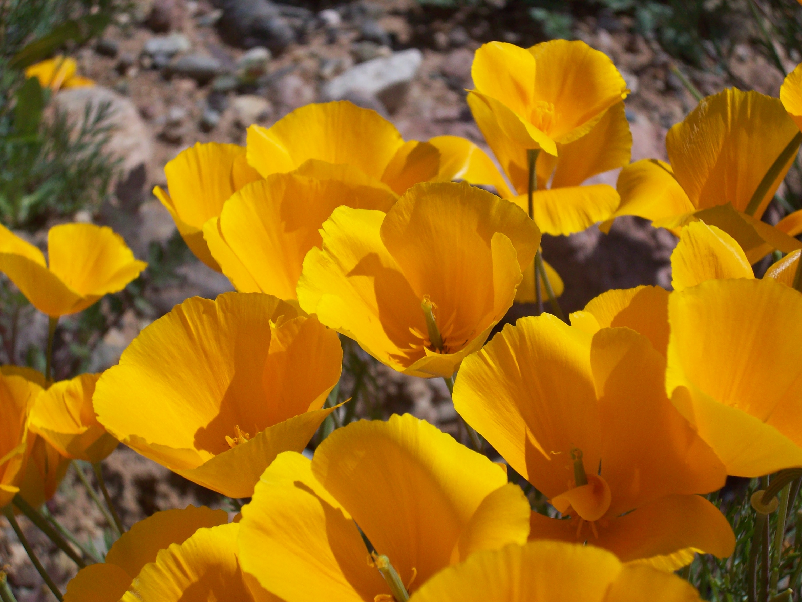 mexican-gold-poppies1.jpg