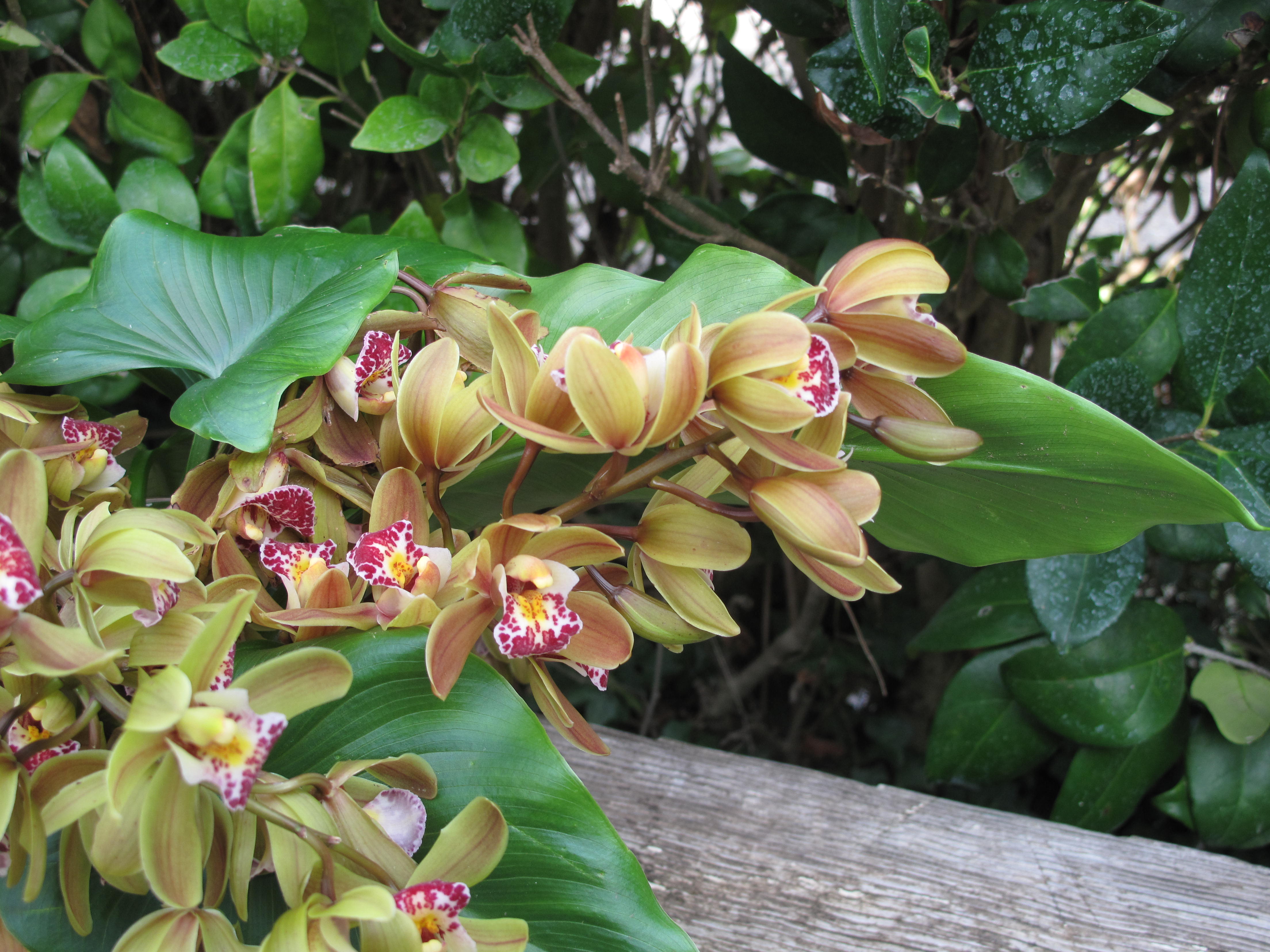 Mini_cymbidiums_Dani_Hahn_orchid-branching.jpg