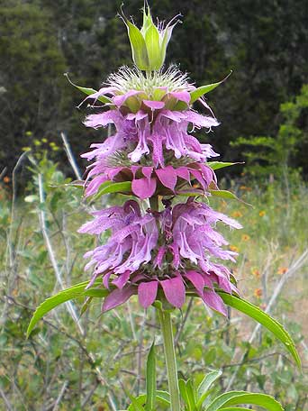 Monarda_citriodora.jpg