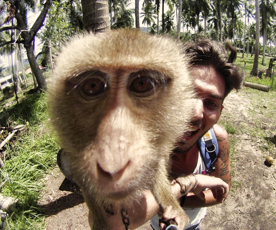 Monkey_Selfie_1.jpg