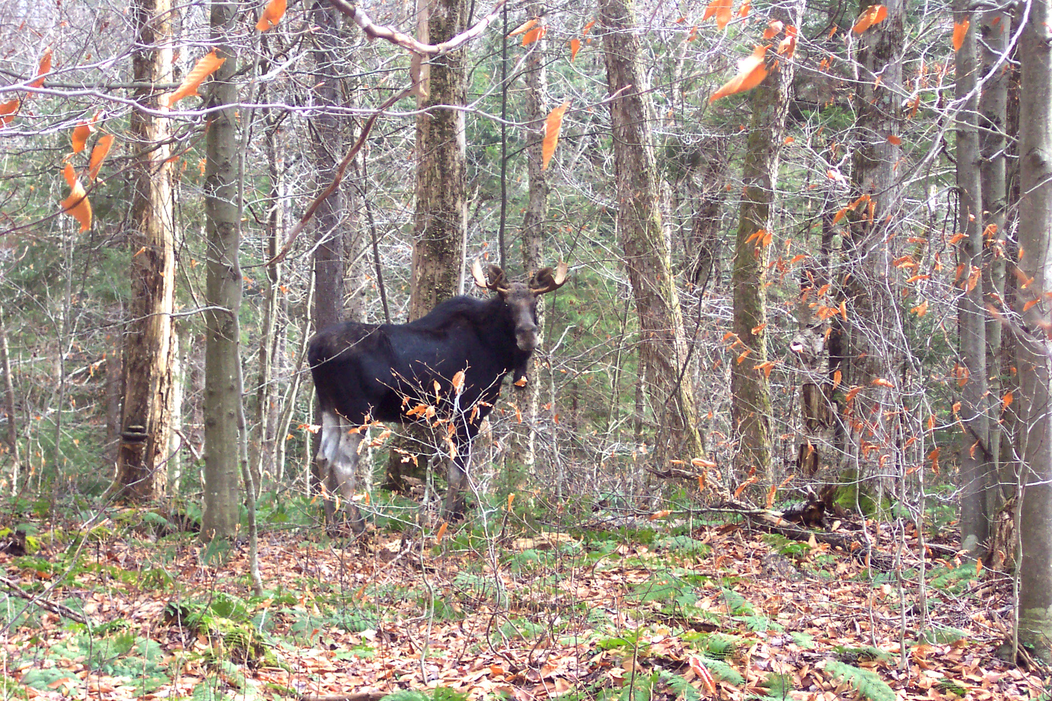 moose_in_woods.jpg