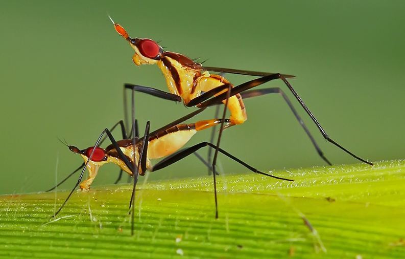 mosquitos-having-sex.jpg