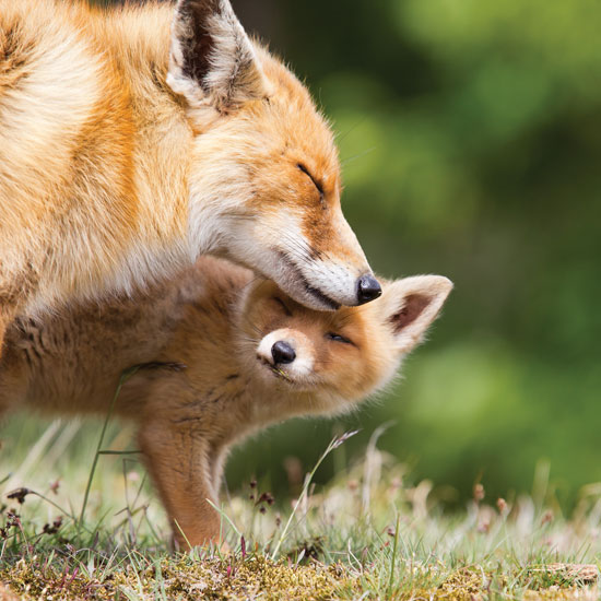 mother-fox-and-baby-fox jpg.jpg