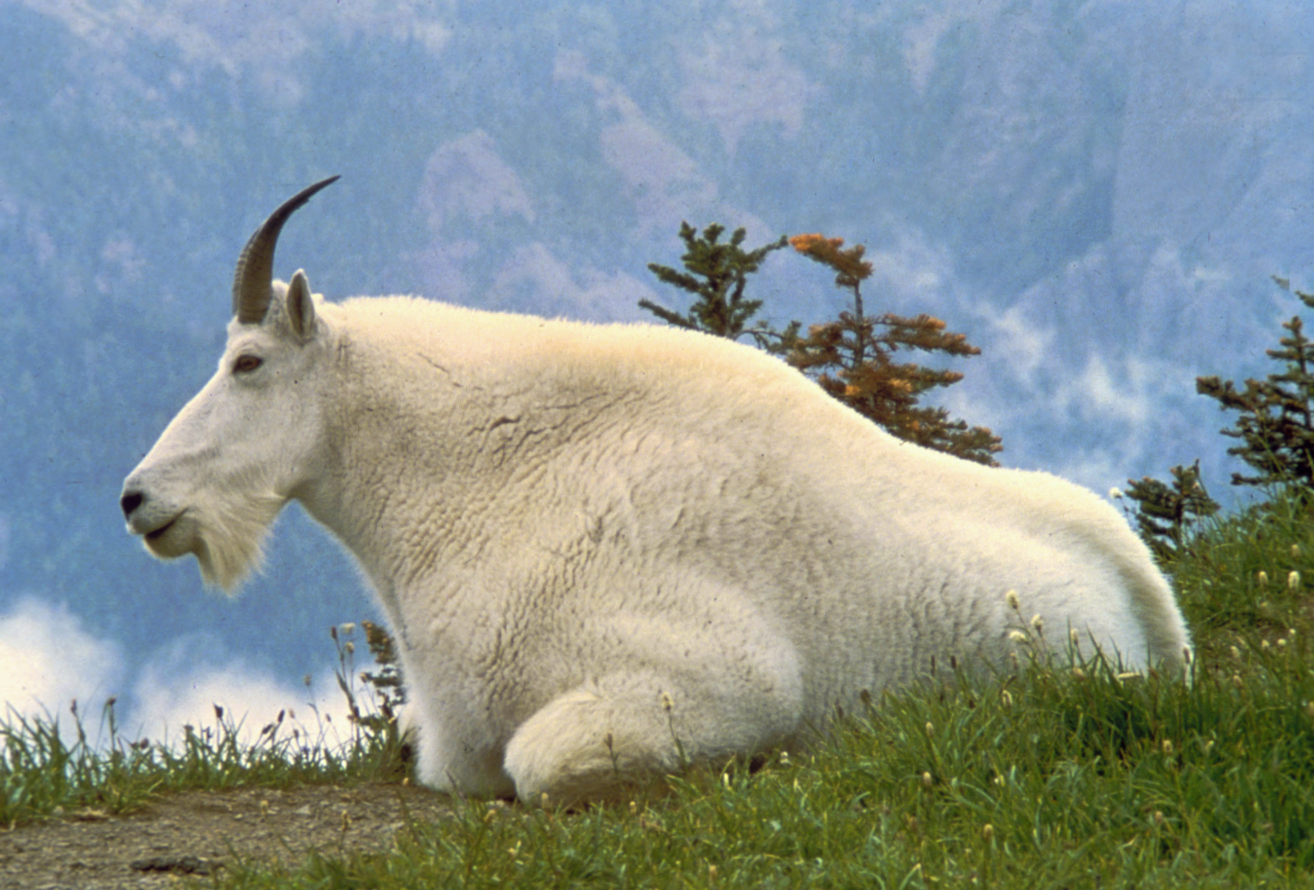 Mountain_Goat_USFWS.jpg