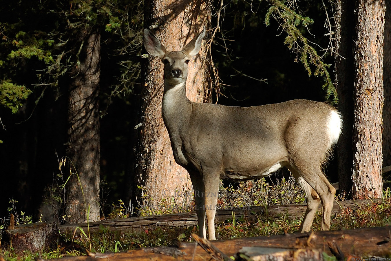 MuleDeer_EastYellowstone_0251.jpg