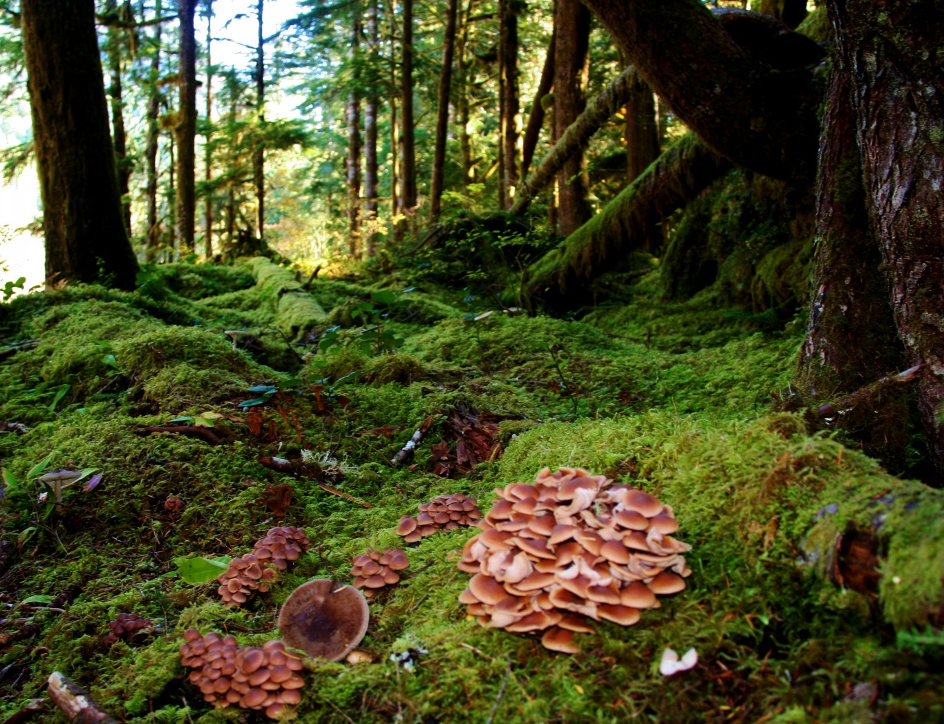 Mushroom-festival-credit-douglas-Scott.jpg