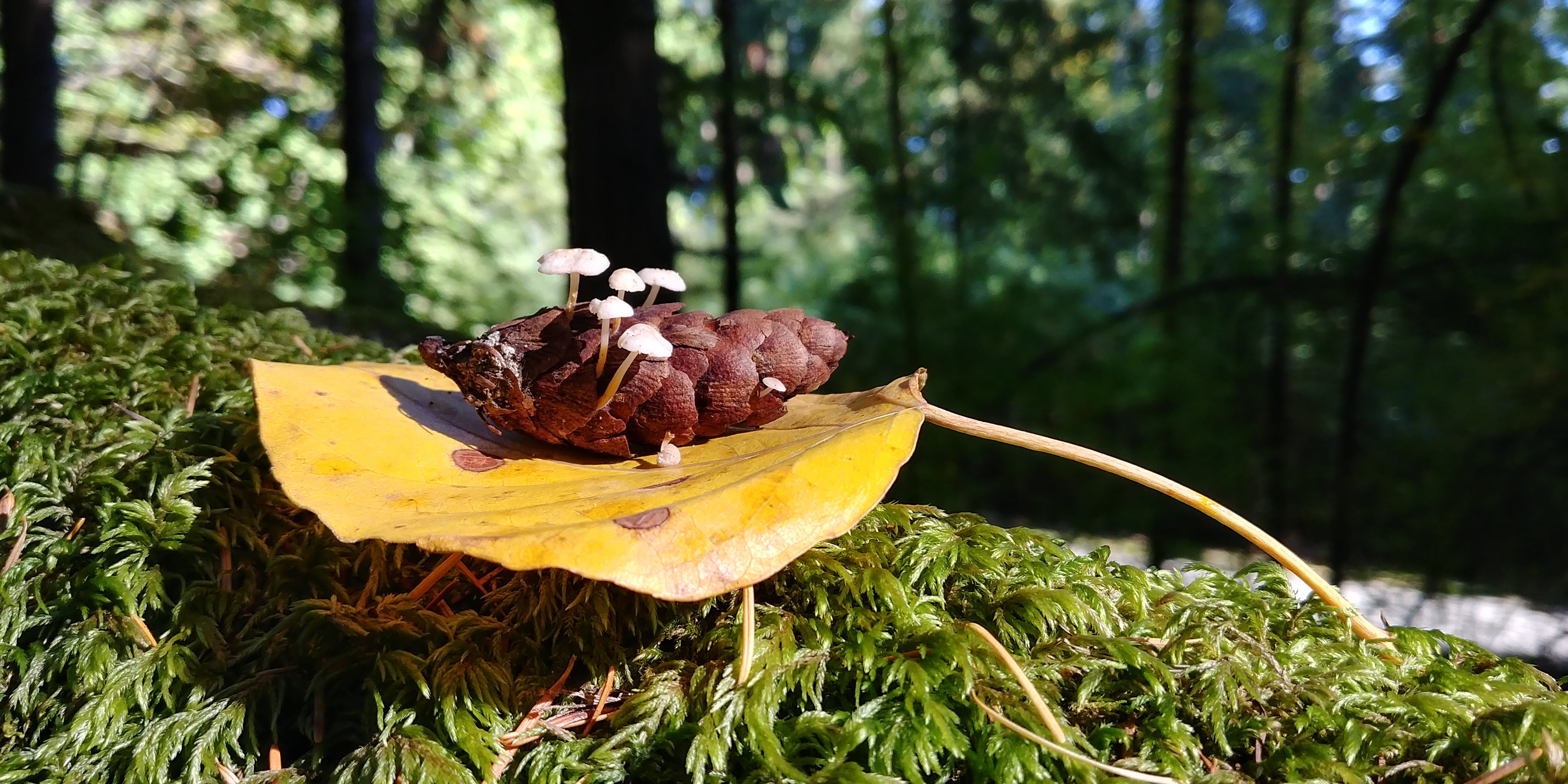 mushroom-season-in-the-pnw-wallpaper.jpg