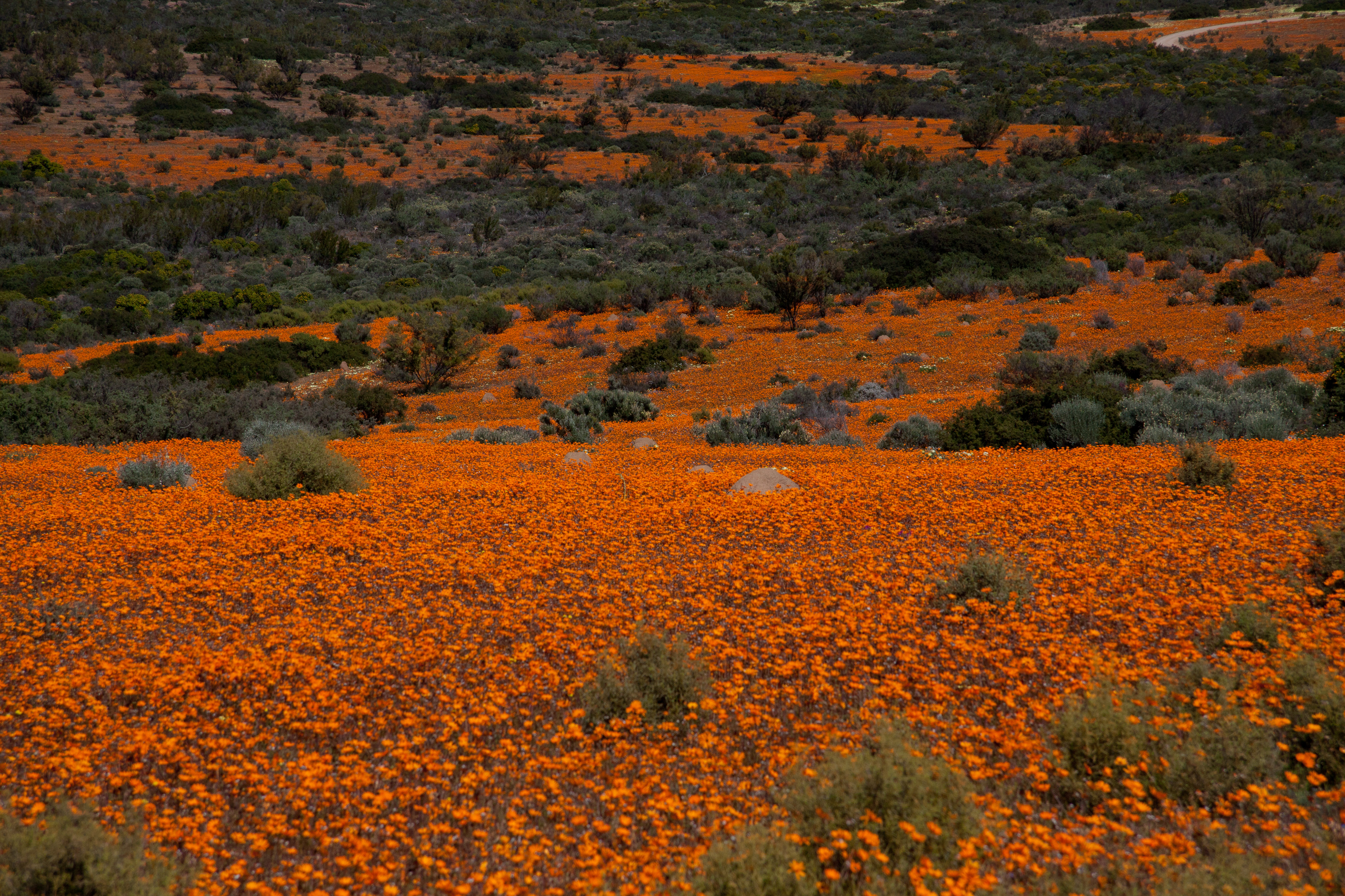 Namaqua_NP4.jpg