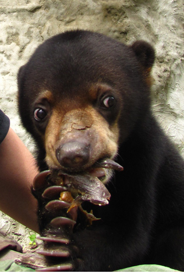 neme.sunbear.detail.360.jpg