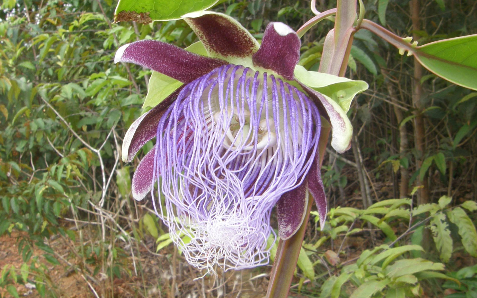 new-species-amazon-flower.jpg