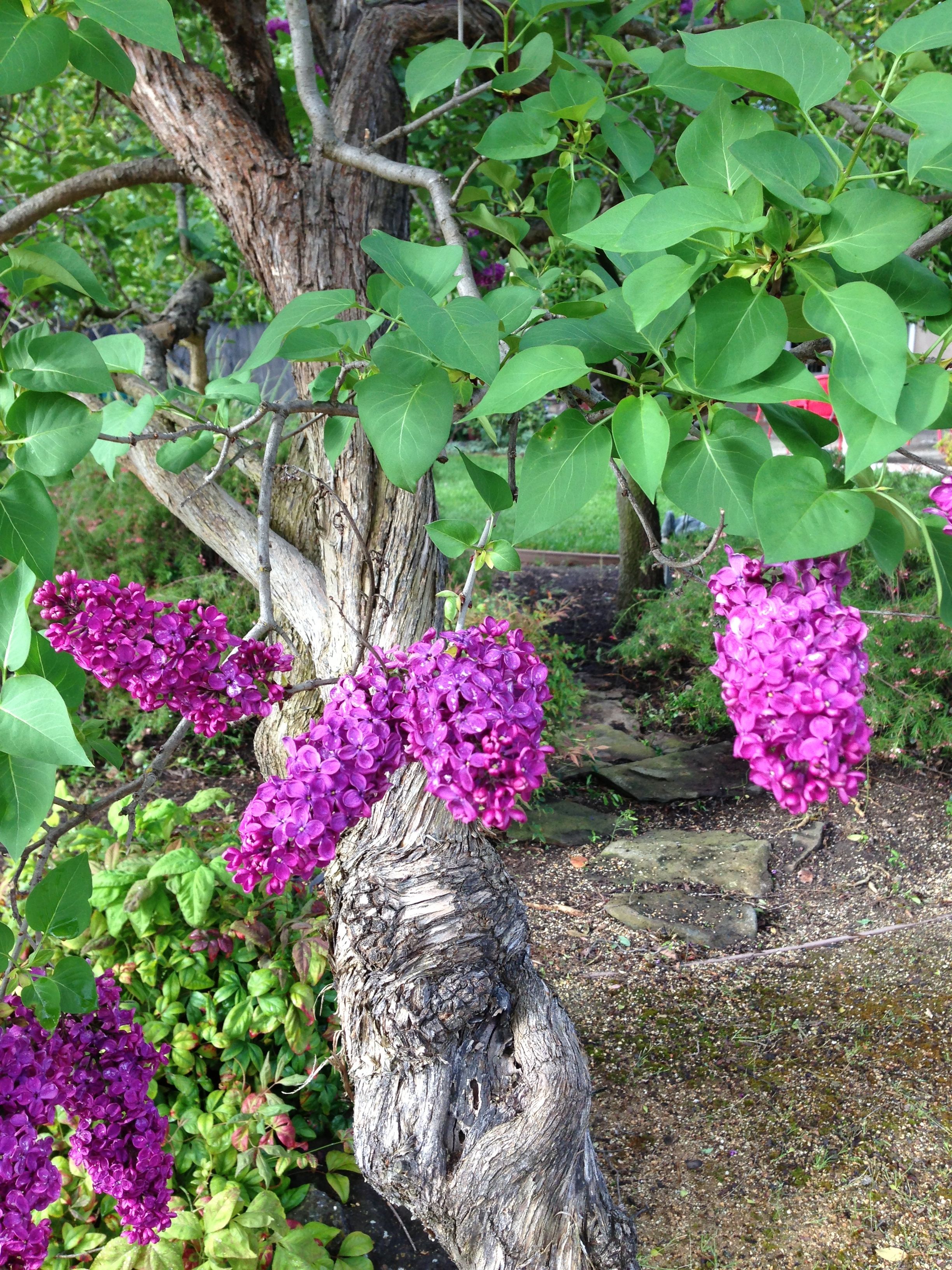 new-yard-lilac-tree-close.jpg