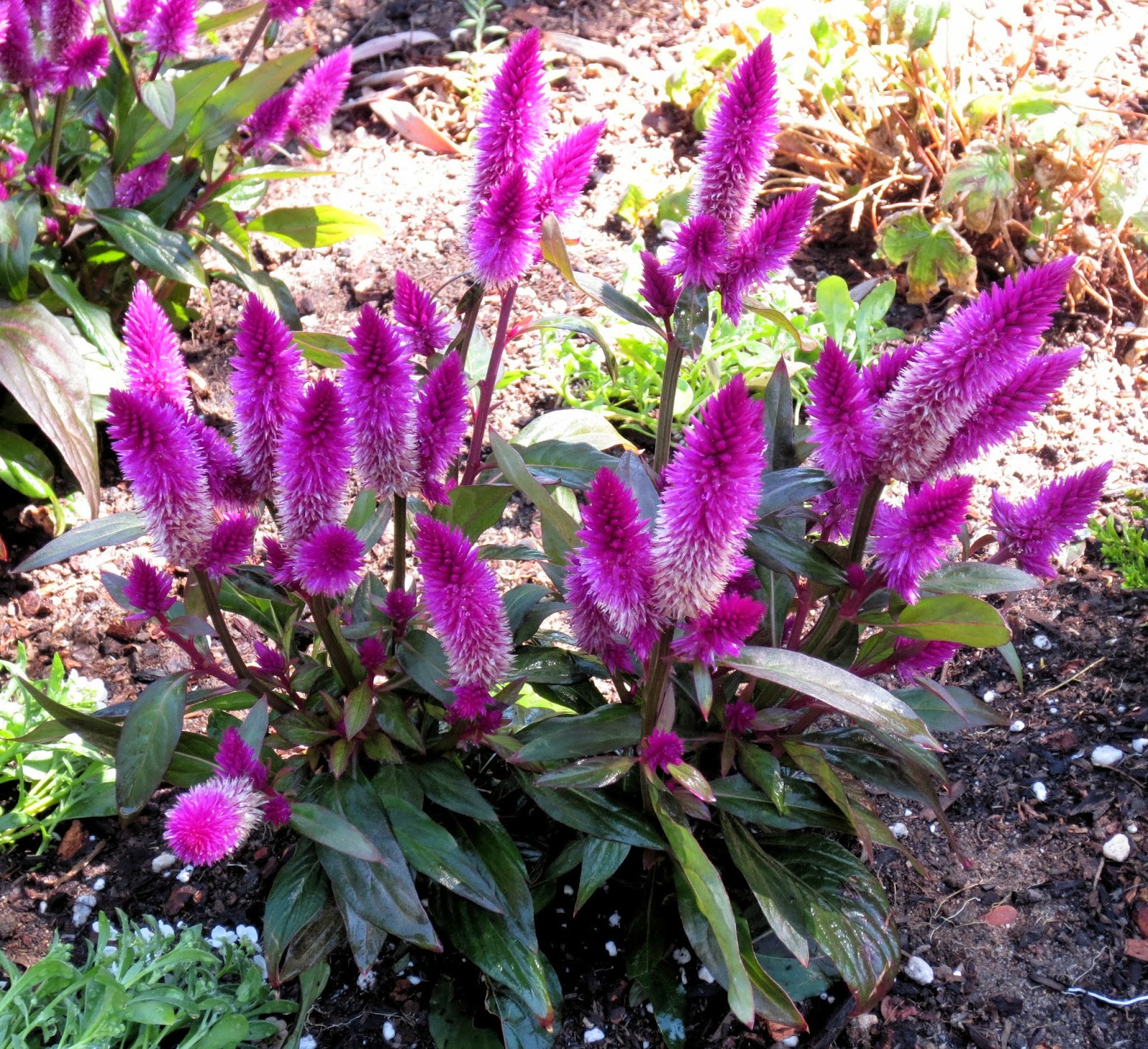 New_Celosia2_09302013.JPG