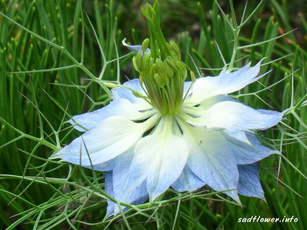 nigella.jpg