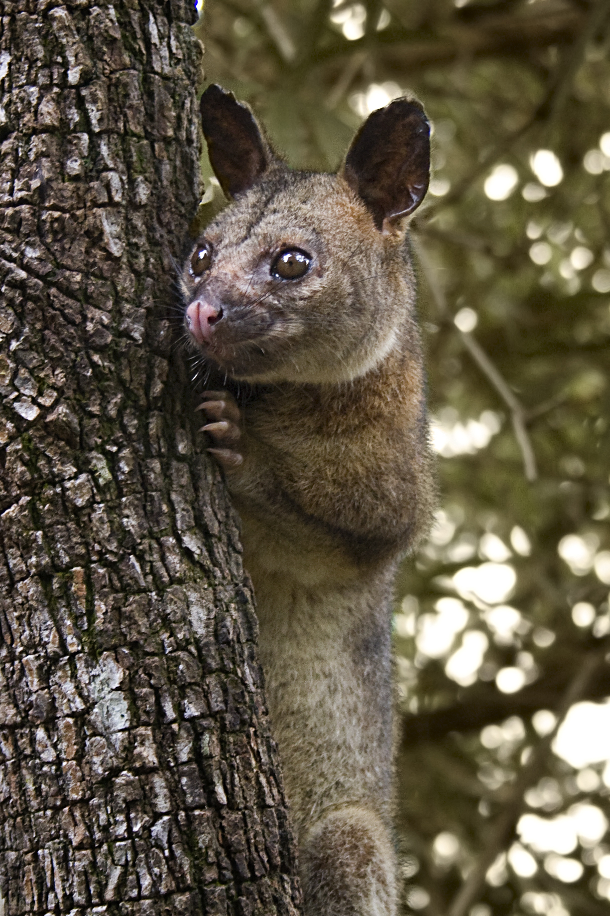 Northen_brushtail_possum.jpg