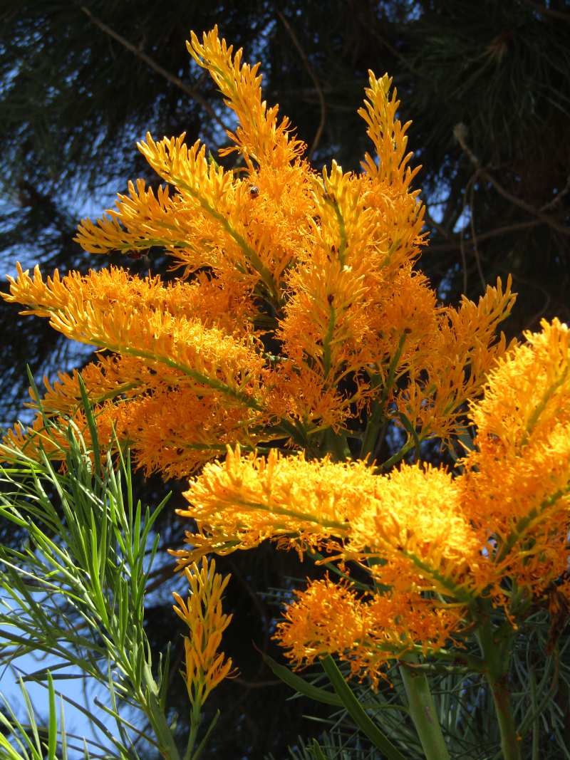 Nuytsia_floribunda_002__1448966191_16681.jpg