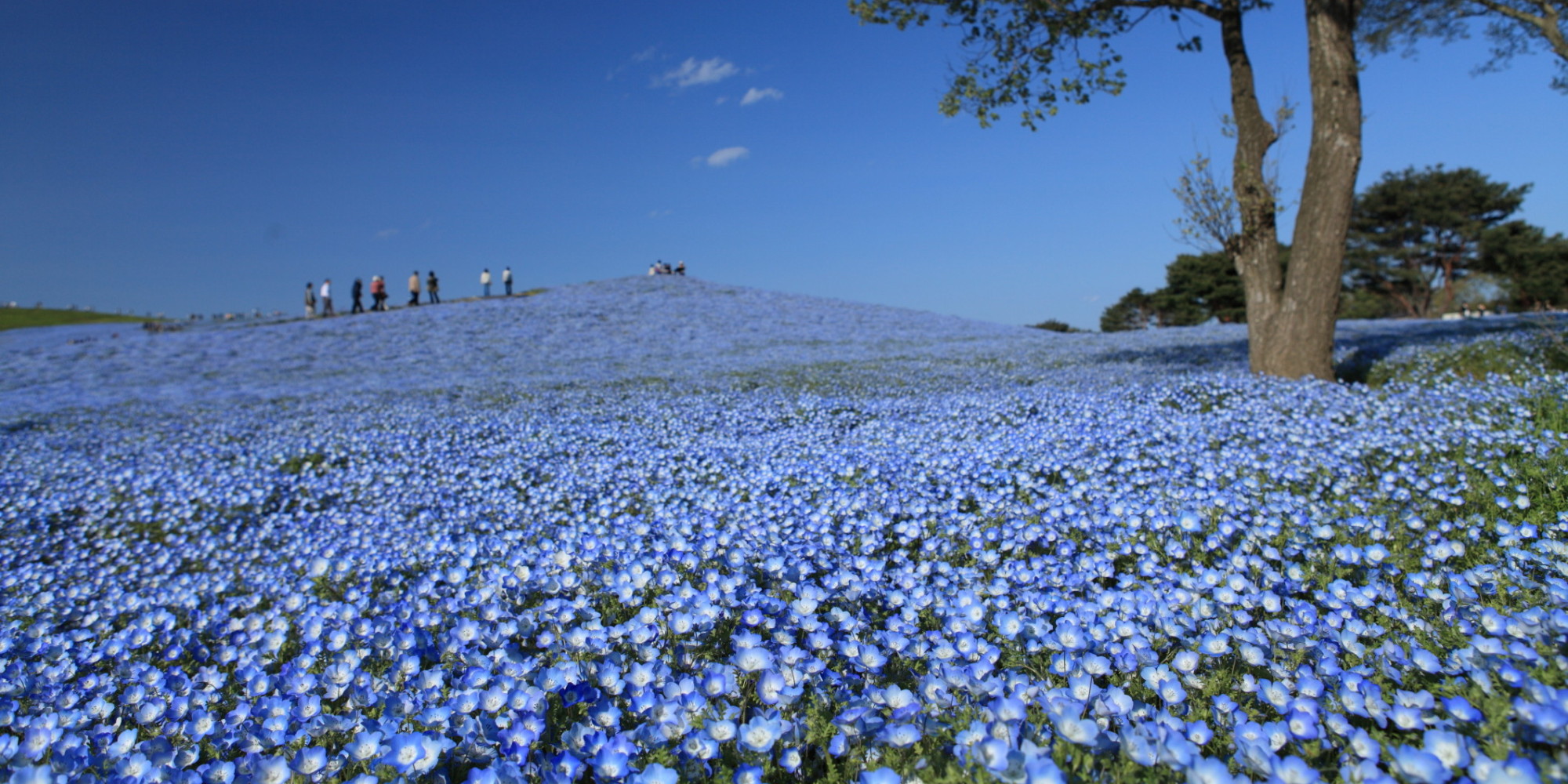 o-HITACHI-SEASIDE-PARK-SPRING-PHOTOS-facebook.jpg