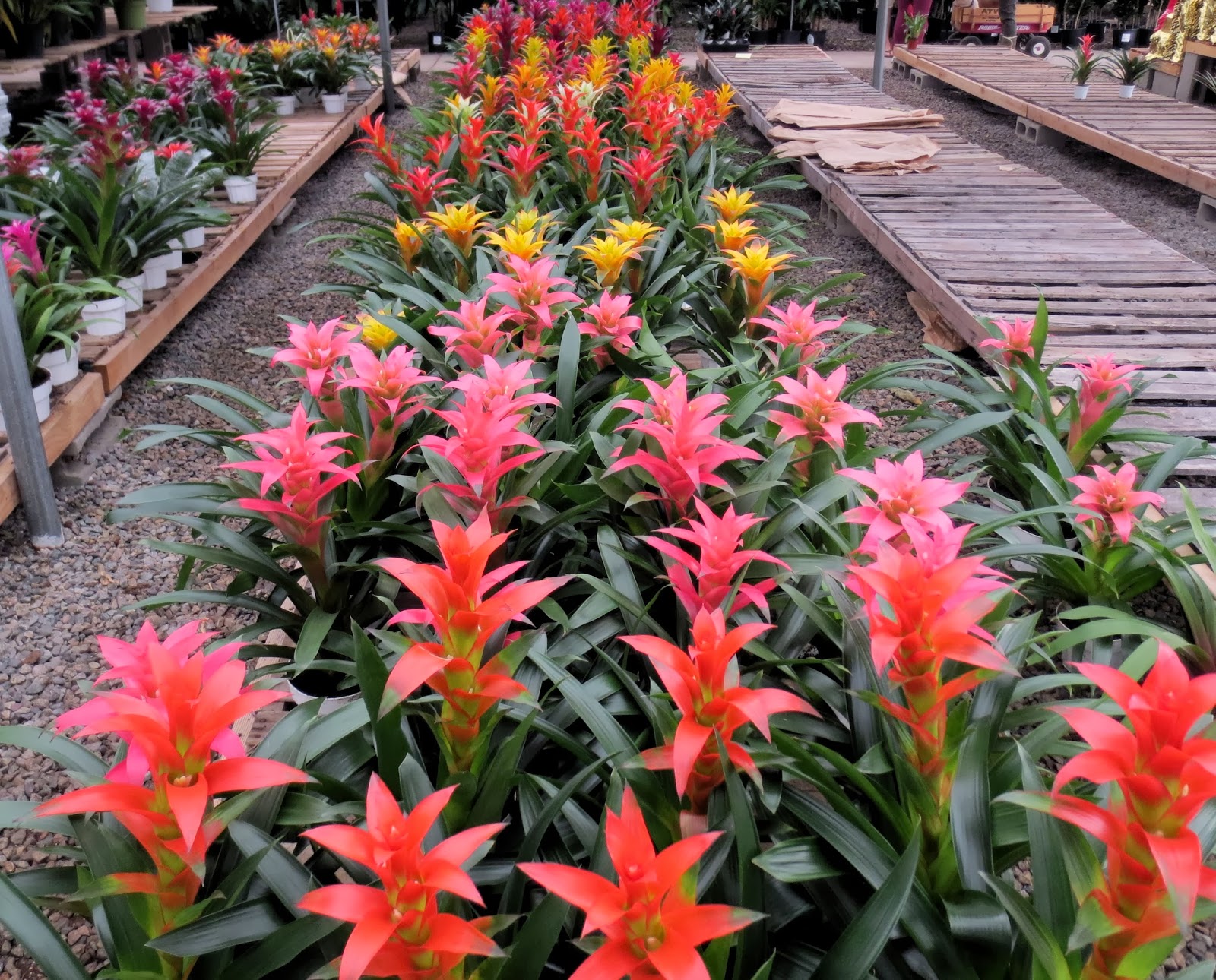 OCS_Bromeliads_11232013.JPG