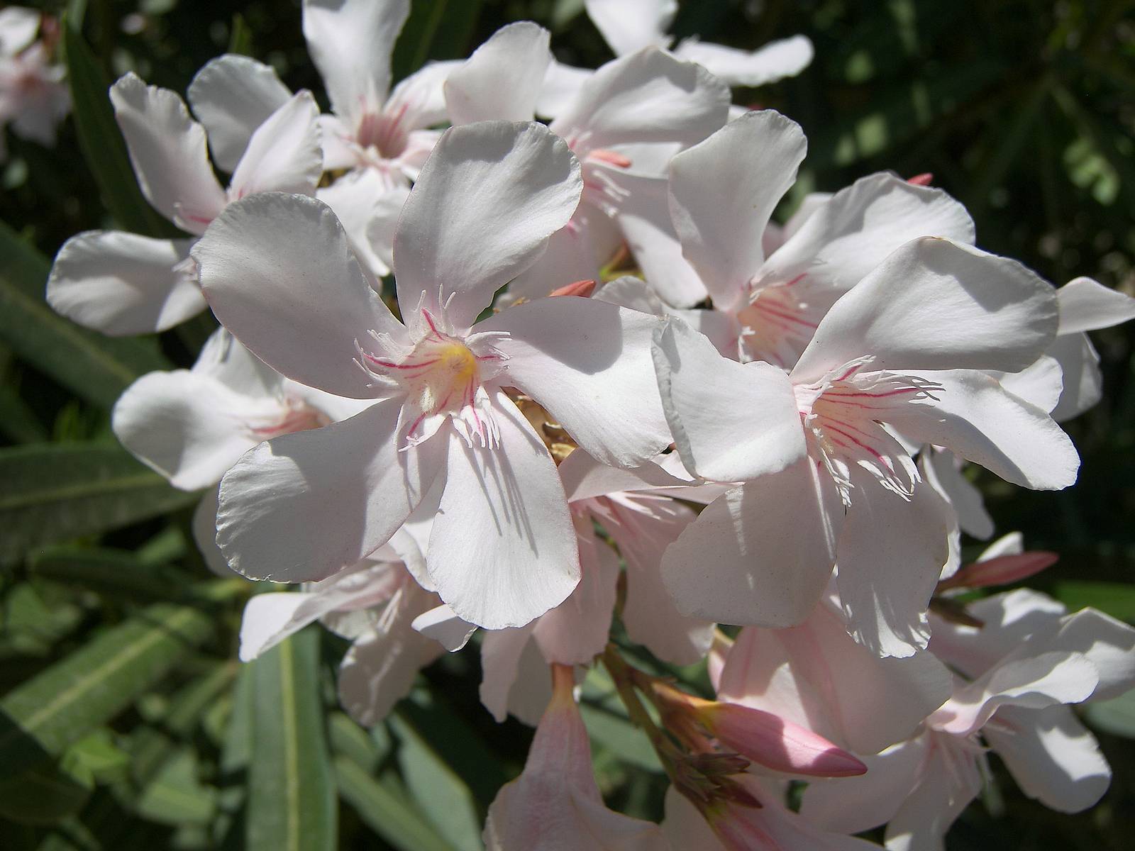 oleander-flower-tree-white.jpg