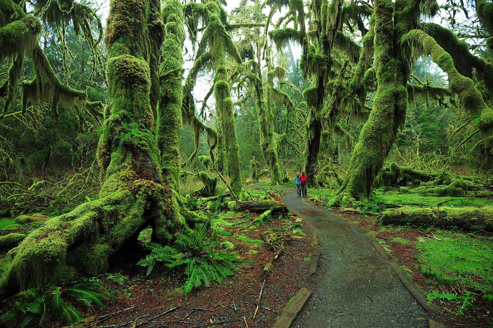 Olympic-National-Park.jpg