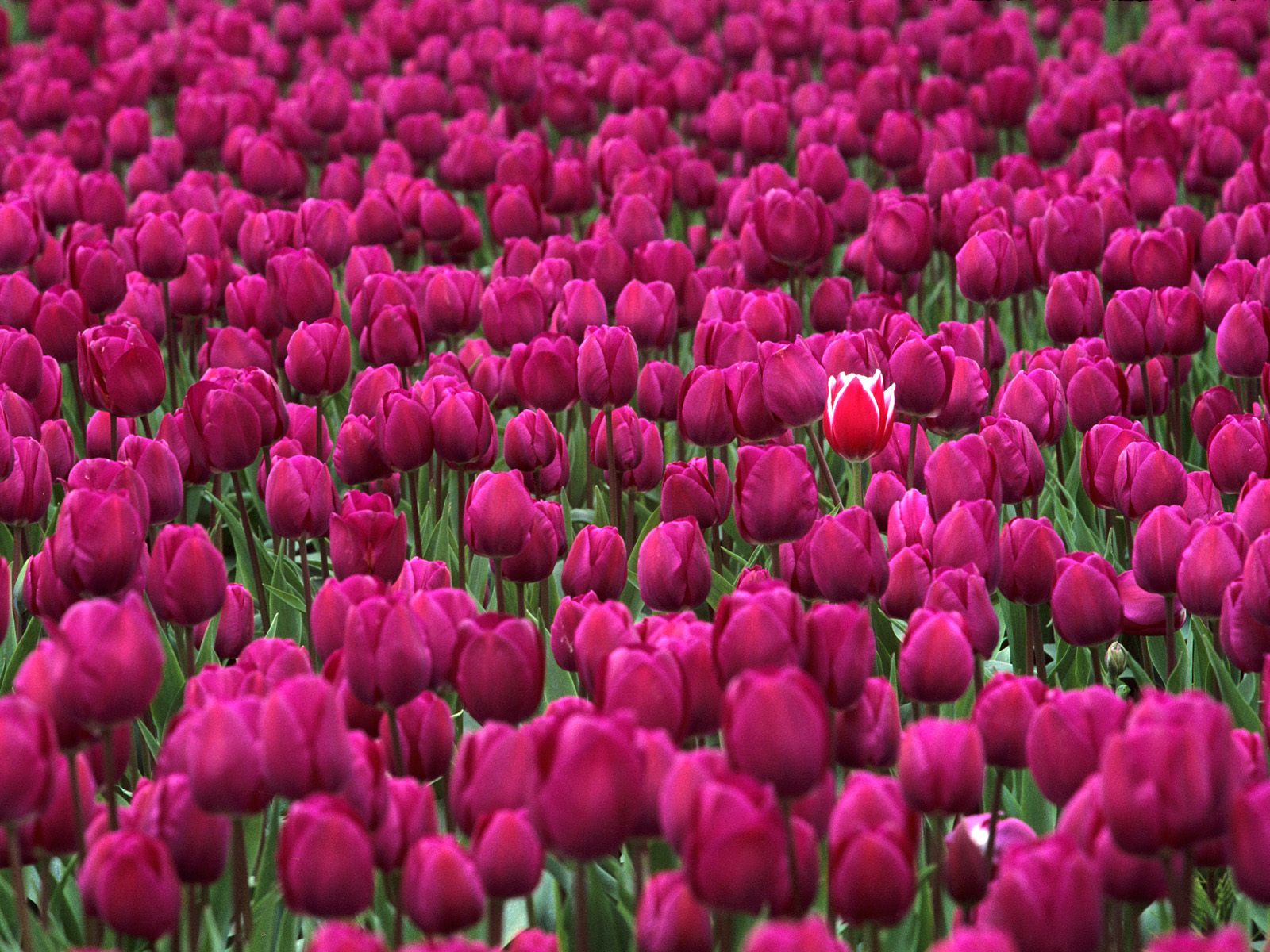 one in a million skagit valley tulip festival washington.jpg