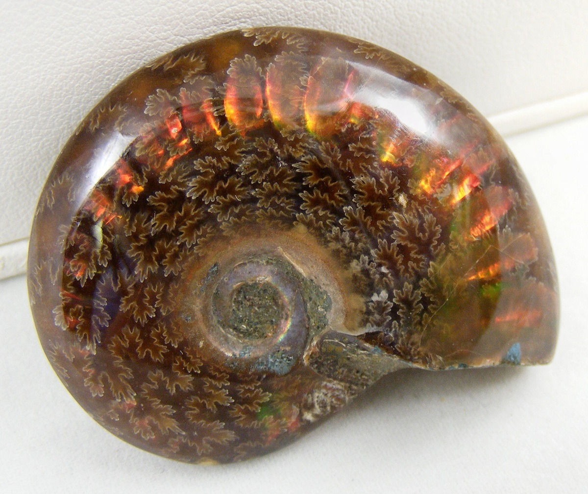 opalized ammonite.jpg