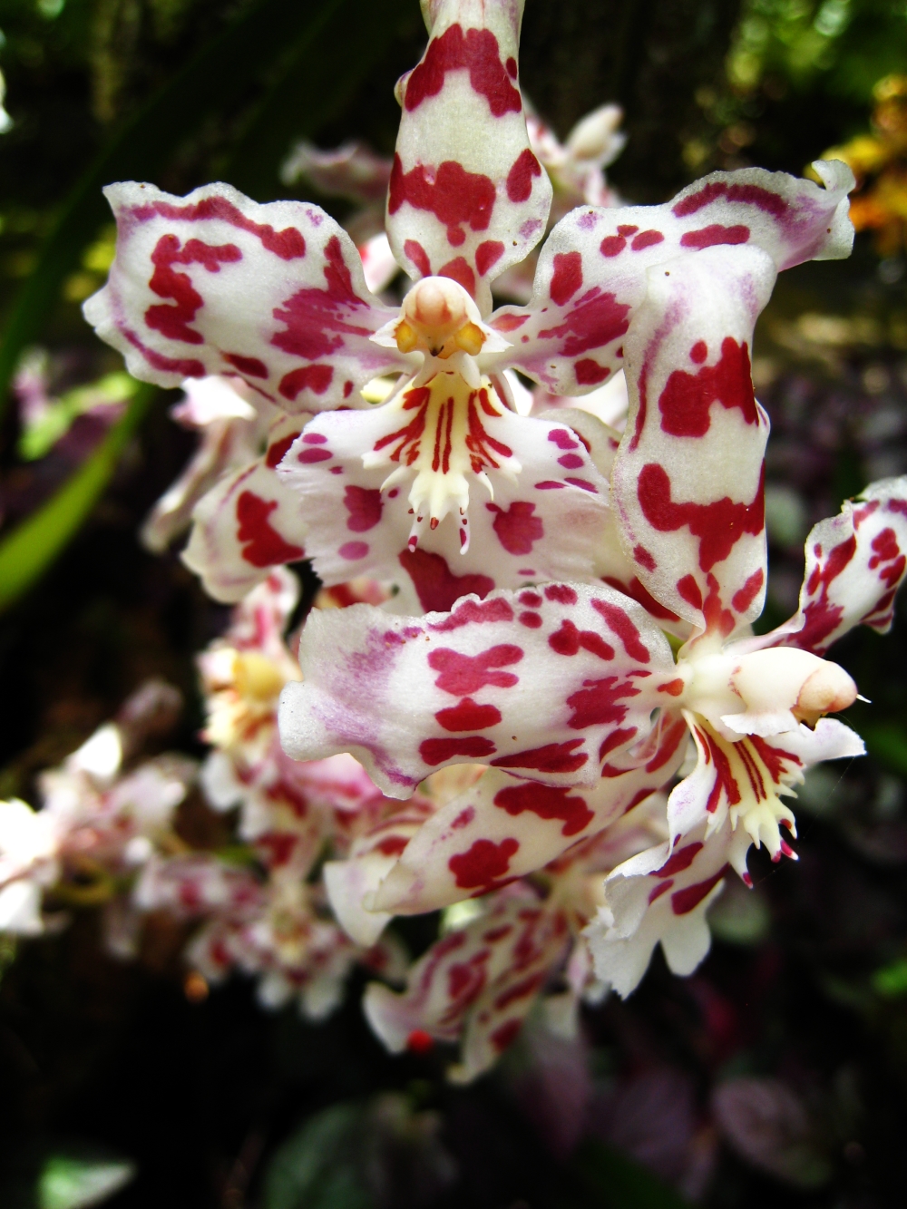 orchid3.jpg