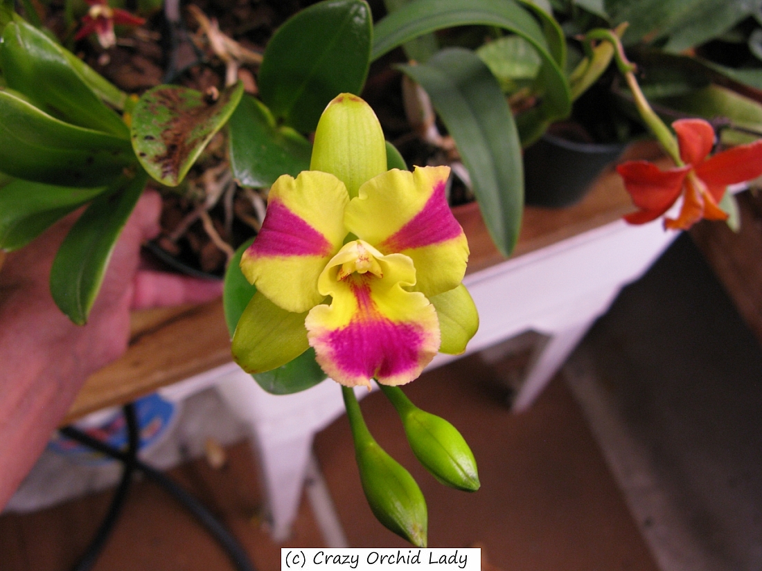 orchids 005.JPG