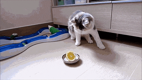 original.gif