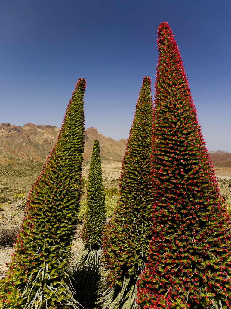 P1010147 Tenerife Echium wildpretii kraterrand El Teide 03610.jpg