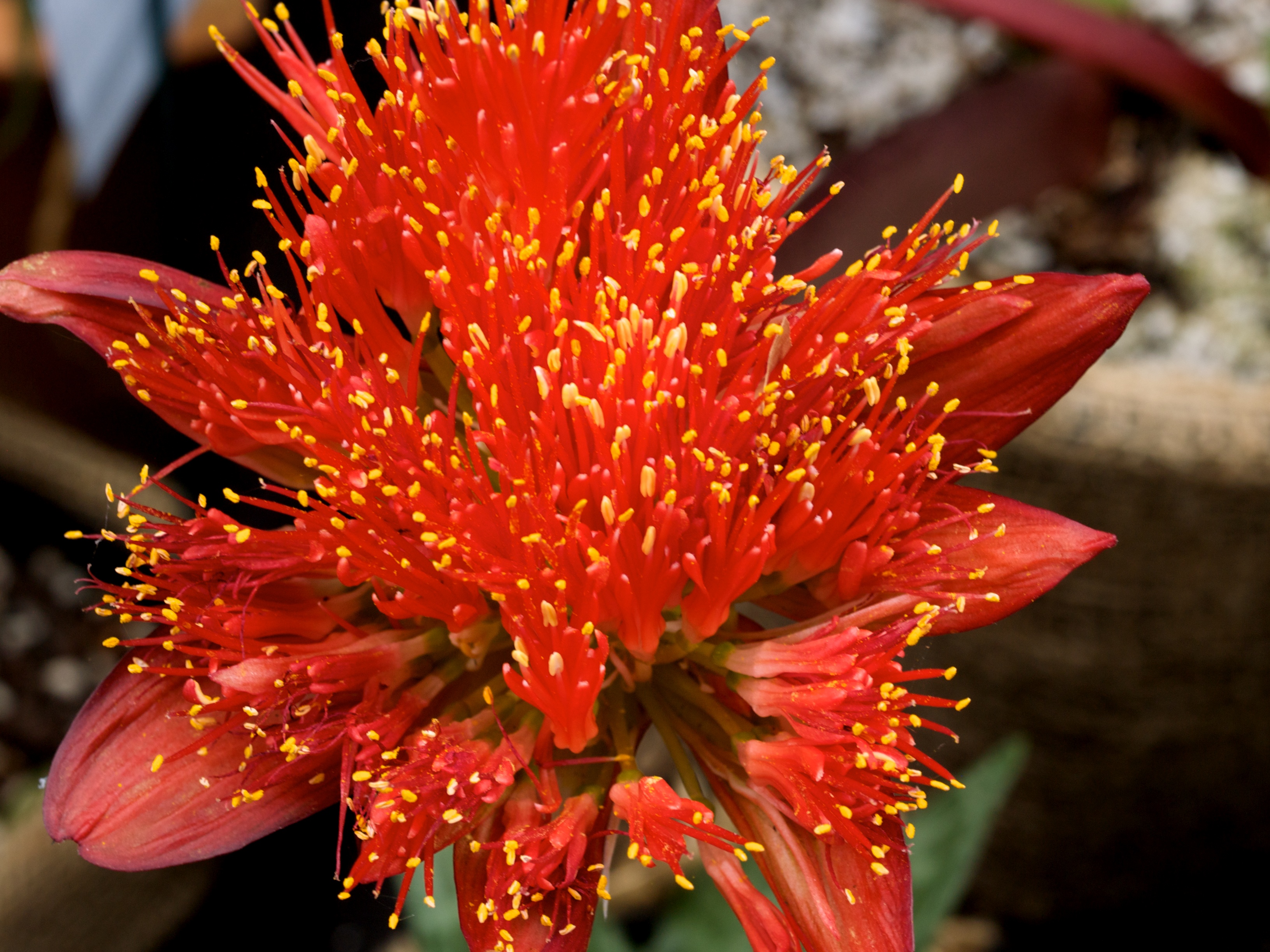 p3225484-blood-lily.jpg