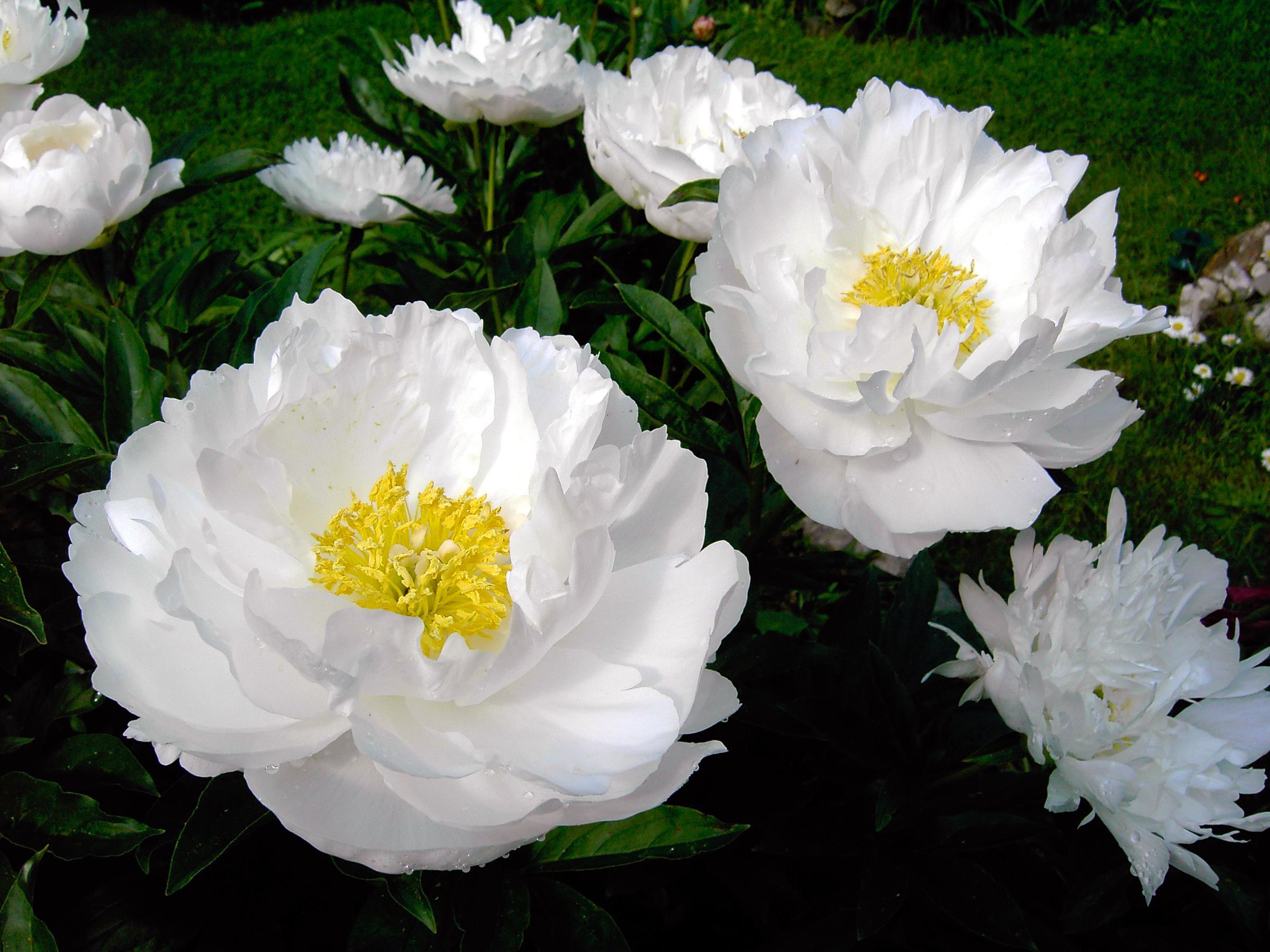 paeonia-57.jpg